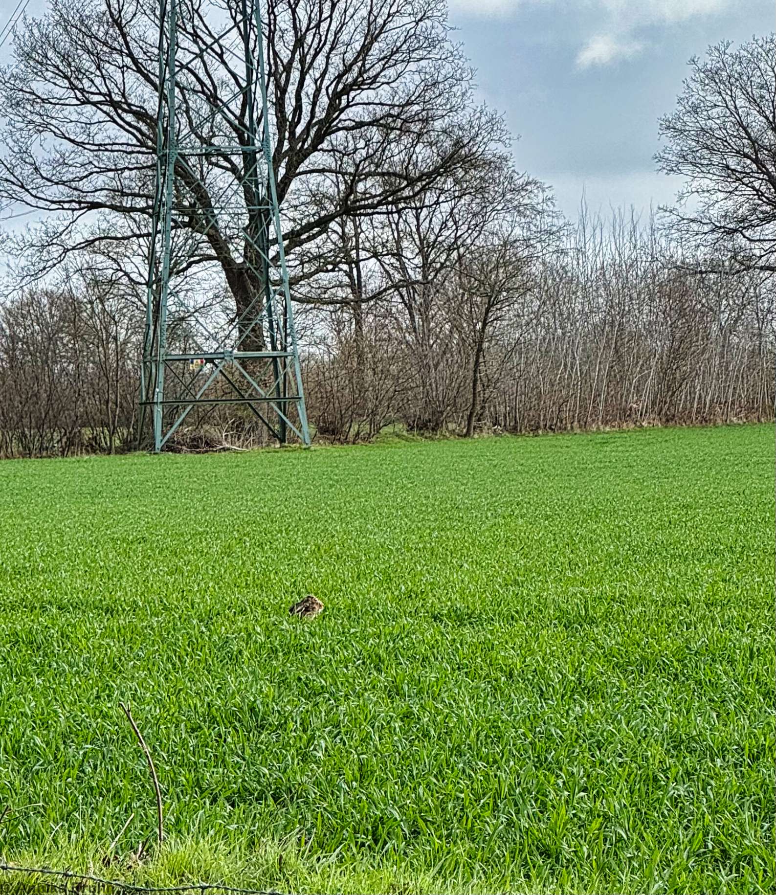 Der Osterhase ist schon unterwegs